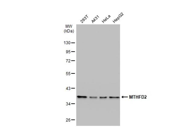 MTHFD2 Antibody in Western Blot (WB)