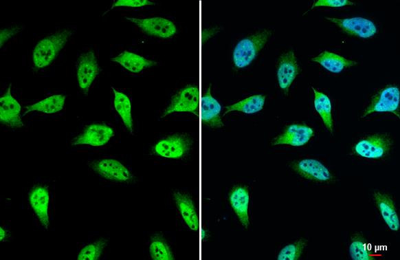 UGDH Antibody in Immunocytochemistry (ICC/IF)