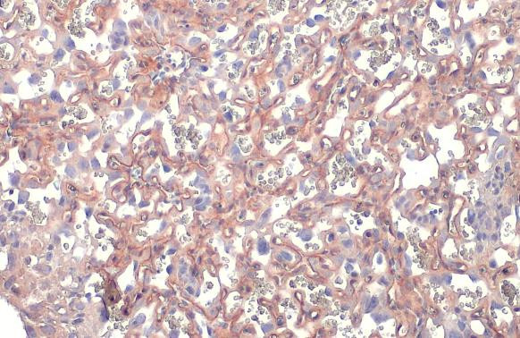 alpha Dystroglycan Antibody in Immunohistochemistry (Paraffin) (IHC (P))