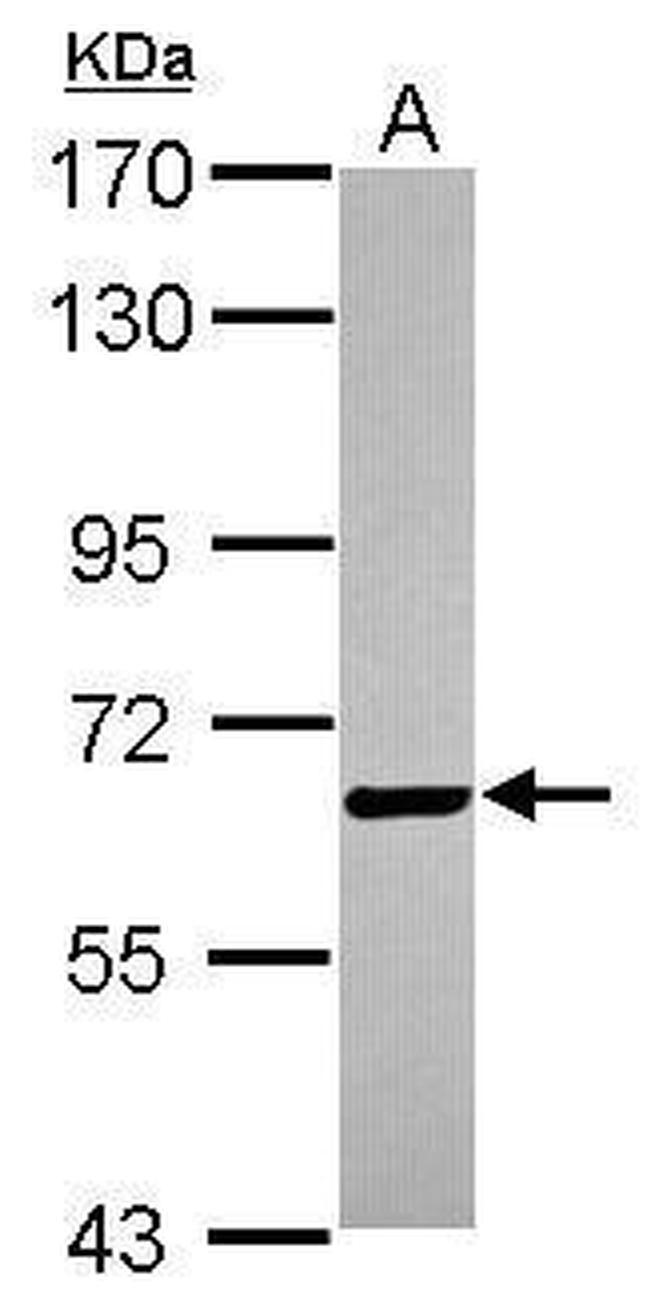 BTD Antibody in Western Blot (WB)