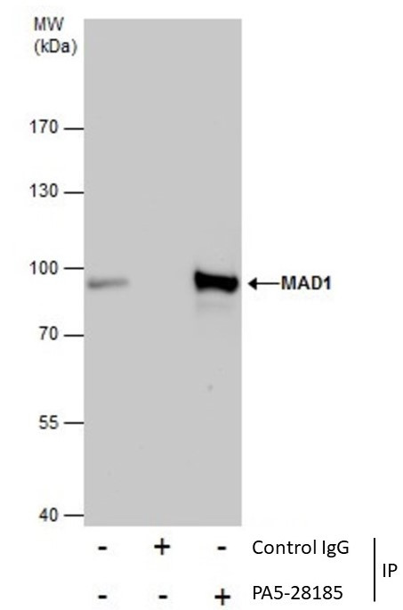 MAD1 Antibody in Immunoprecipitation (IP)