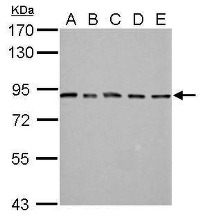 MAD1 Antibody in Western Blot (WB)