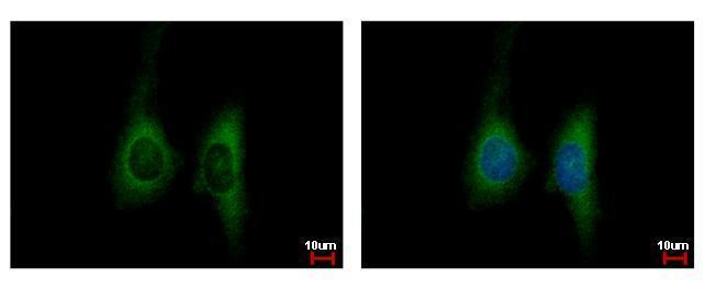 KIR2DL4 Antibody in Immunocytochemistry (ICC/IF)