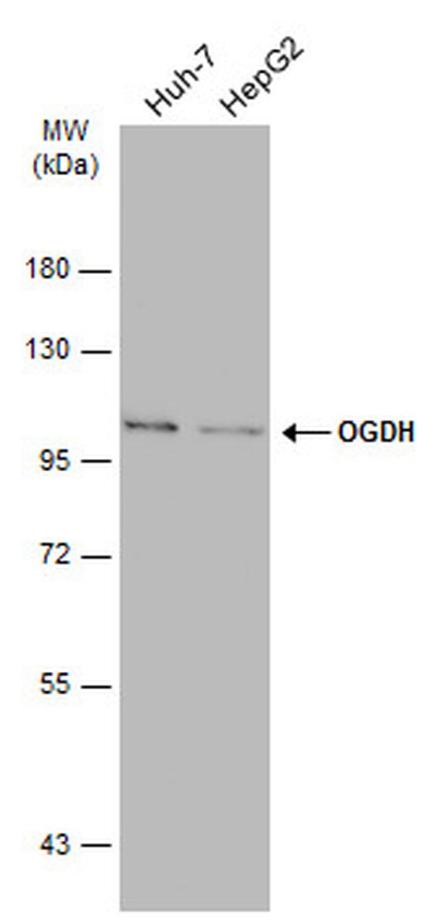 OGDH Antibody in Western Blot (WB)