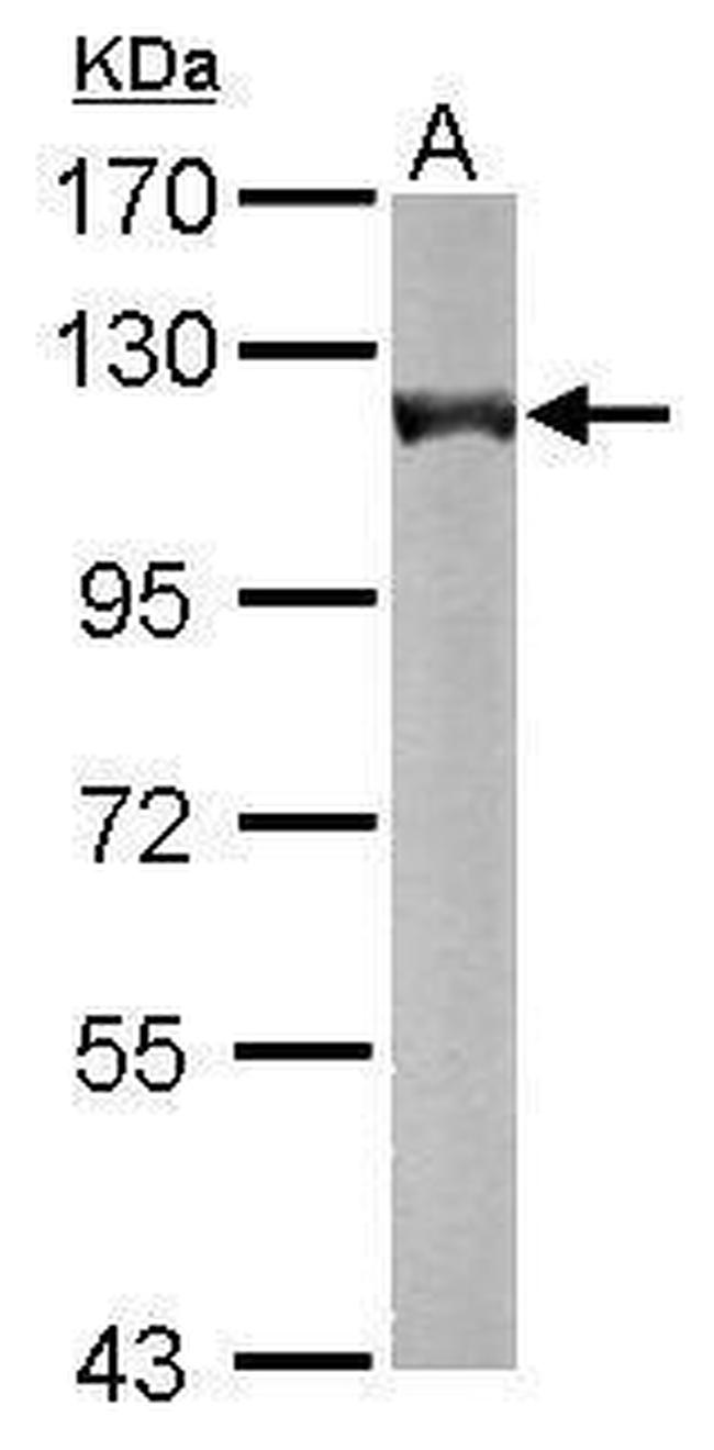 OGDH Antibody in Western Blot (WB)