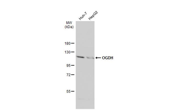 OGDH Antibody in Western Blot (WB)