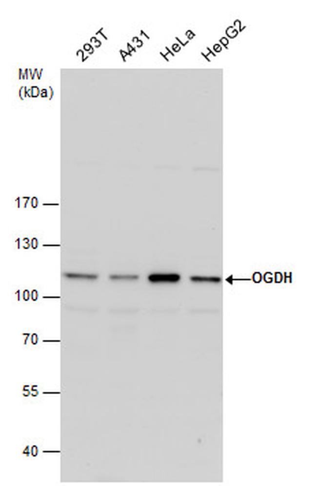 OGDH Antibody in Western Blot (WB)