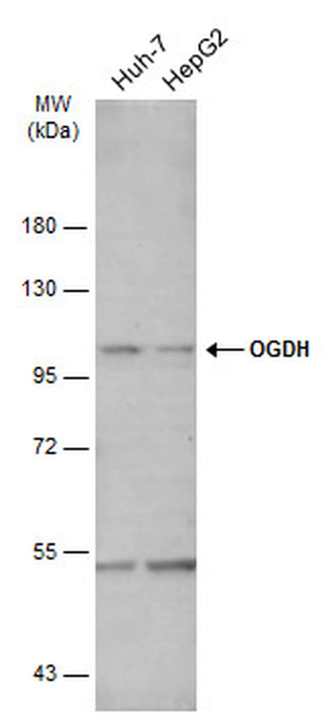 OGDH Antibody in Western Blot (WB)