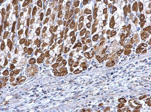 ETFA Antibody in Immunohistochemistry (Paraffin) (IHC (P))