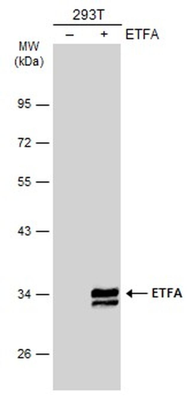 ETFA Antibody in Western Blot (WB)
