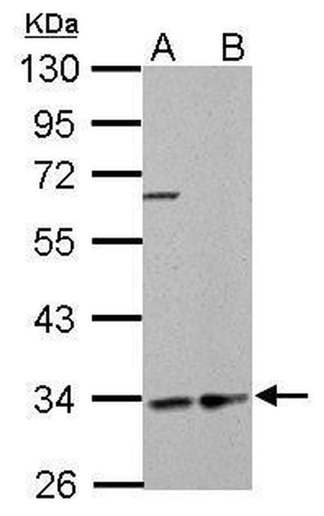 HADH Antibody in Western Blot (WB)