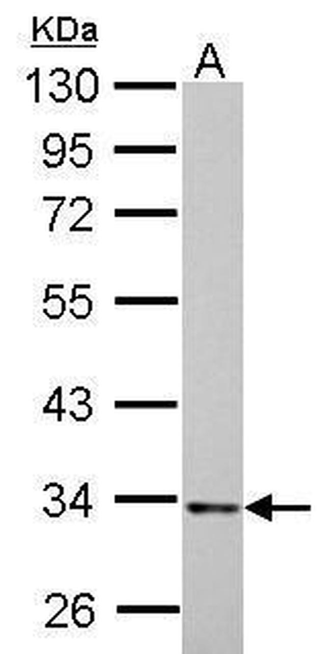 HADH Antibody in Western Blot (WB)