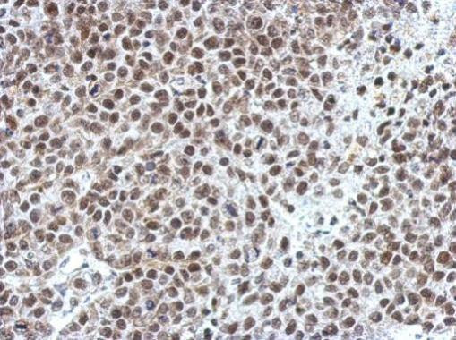 OCT1 (POU2F1) Antibody in Immunohistochemistry (Paraffin) (IHC (P))