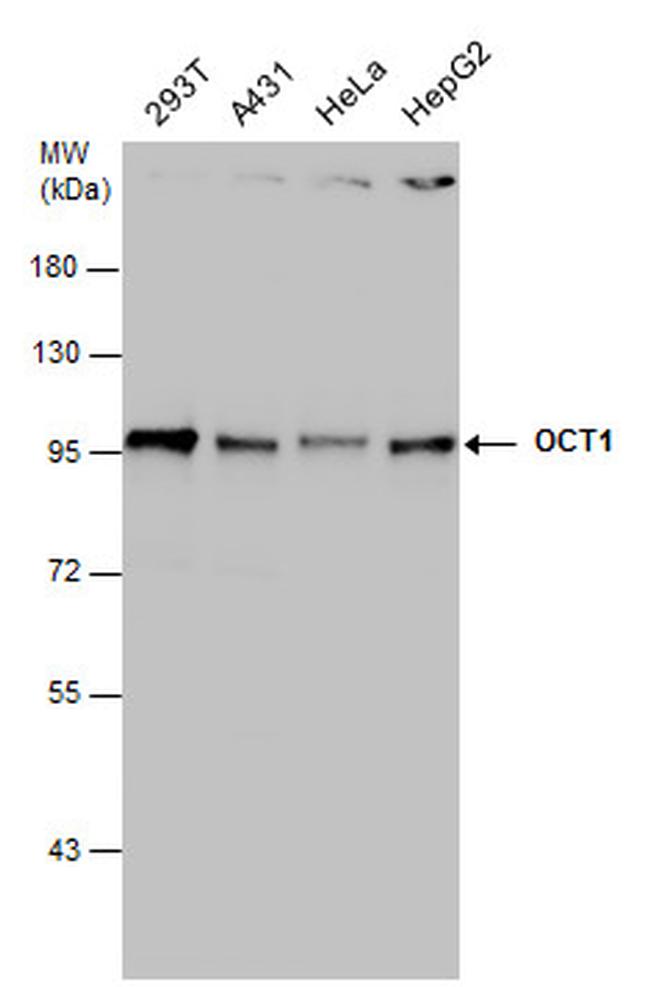 OCT1 (POU2F1) Antibody in Western Blot (WB)