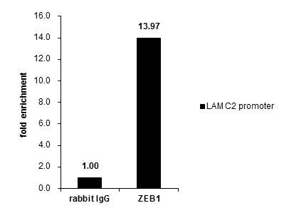 ZEB1 Antibody in ChIP Assay (ChIP)