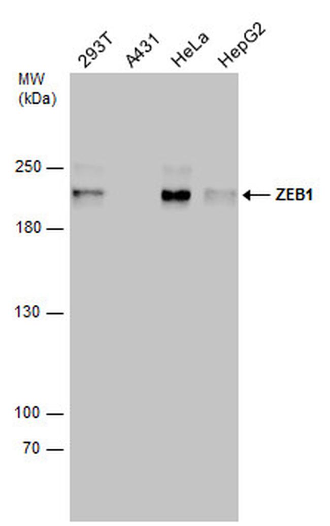 ZEB1 Antibody in Western Blot (WB)