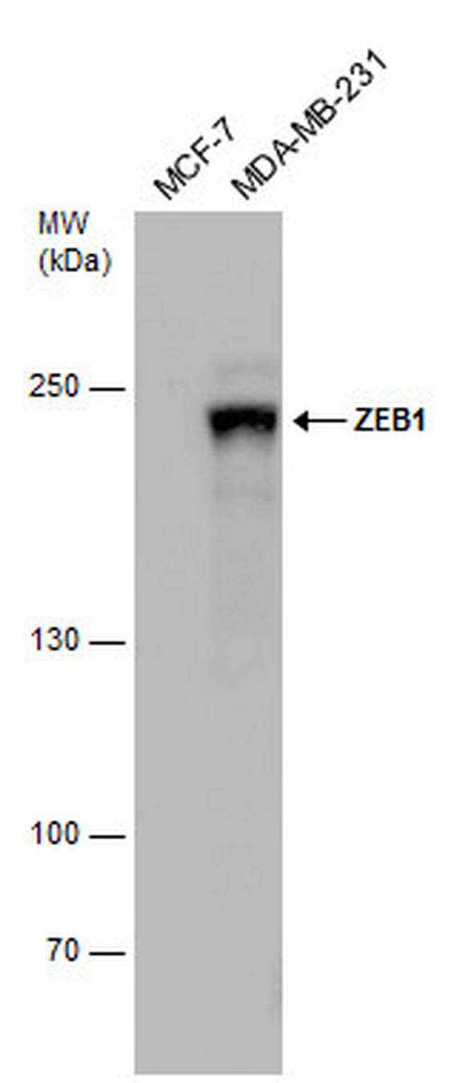 ZEB1 Antibody in Western Blot (WB)