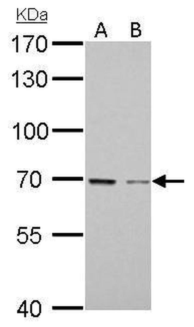 GAS6 Antibody in Western Blot (WB)