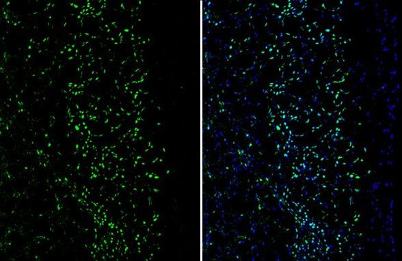 MEF2C Antibody in Immunohistochemistry (Frozen) (IHC (F))