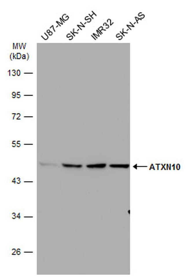 ATXN10 Antibody in Western Blot (WB)