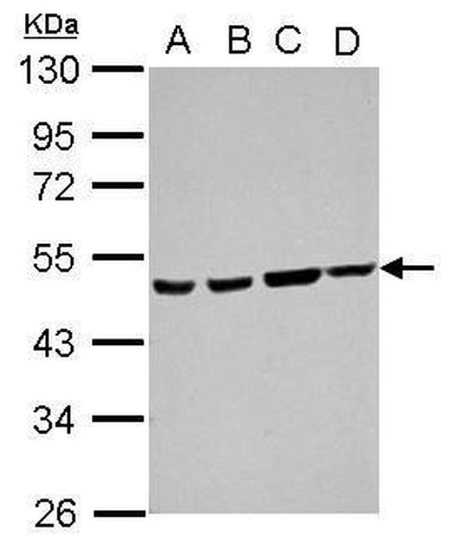 ATXN10 Antibody in Western Blot (WB)