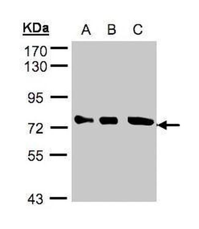 Optineurin Antibody in Western Blot (WB)