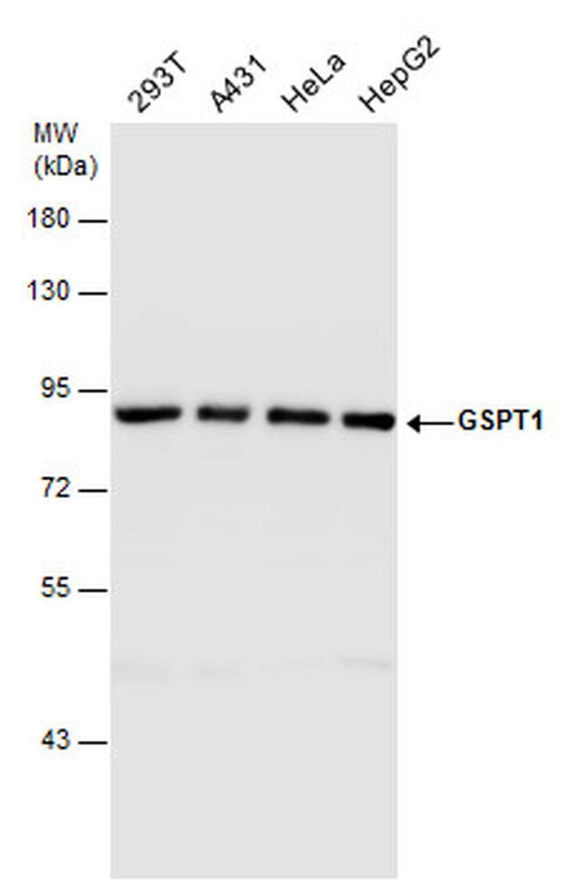 GSPT1 Antibody in Western Blot (WB)