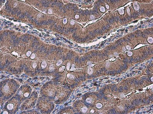 NAGLU Antibody in Immunohistochemistry (Paraffin) (IHC (P))