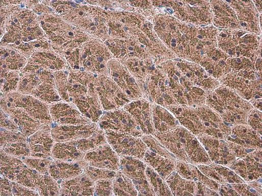 NAGLU Antibody in Immunohistochemistry (Paraffin) (IHC (P))