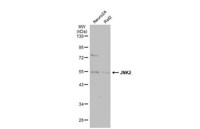 JNK2 Antibody in Western Blot (WB)