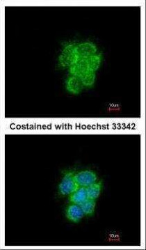 MIPEP Antibody in Immunocytochemistry (ICC/IF)