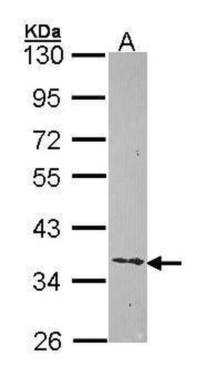 Ephrin B2 Antibody in Western Blot (WB)