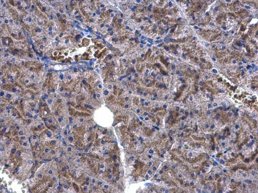 EEF1E1 Antibody in Immunohistochemistry (Paraffin) (IHC (P))