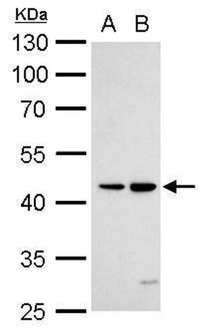 DR3 Antibody in Western Blot (WB)