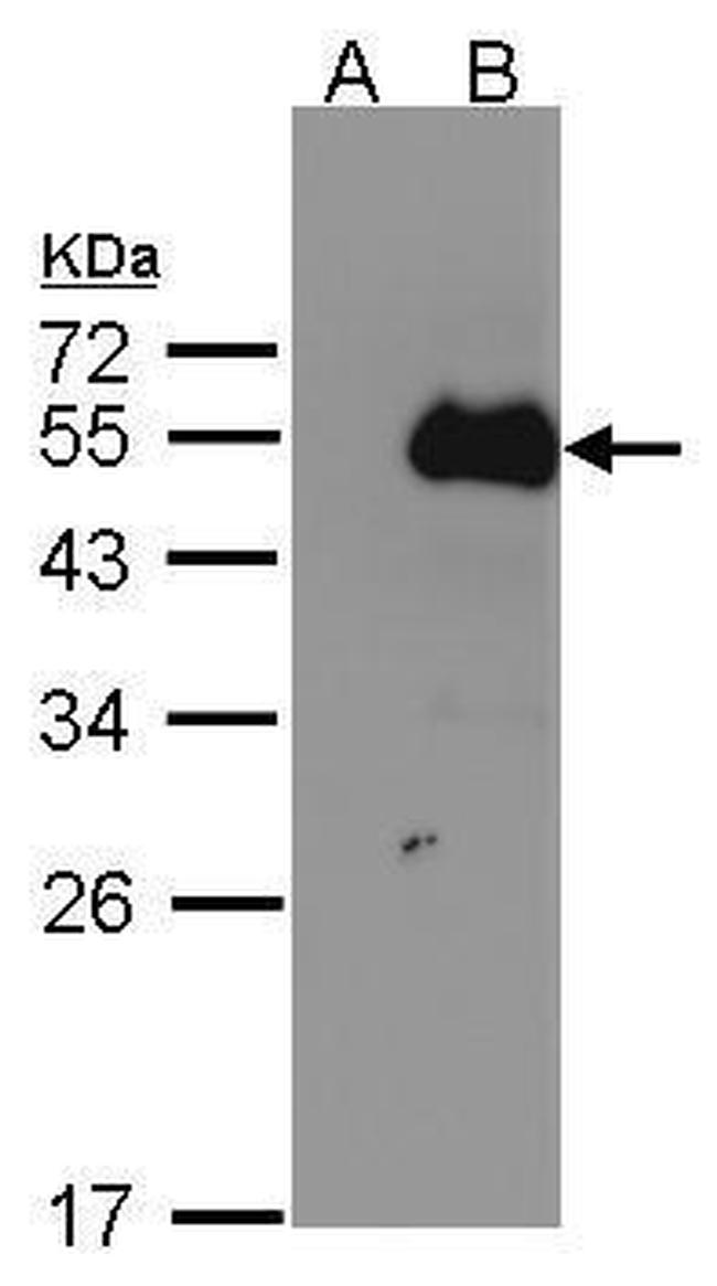 NFIB Antibody in Western Blot (WB)