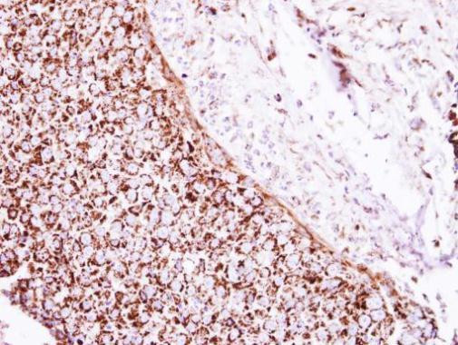 GluD1 Antibody in Immunohistochemistry (Paraffin) (IHC (P))