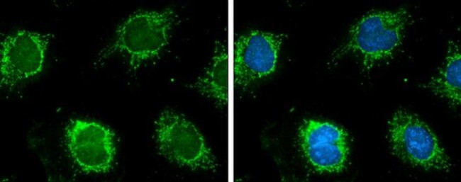 GluD1 Antibody in Immunocytochemistry (ICC/IF)