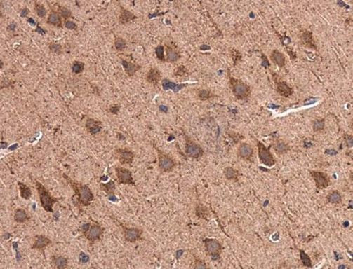 GluD1 Antibody in Immunohistochemistry (Paraffin) (IHC (P))