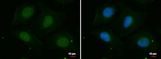 PSKH2 Antibody in Immunocytochemistry (ICC/IF)