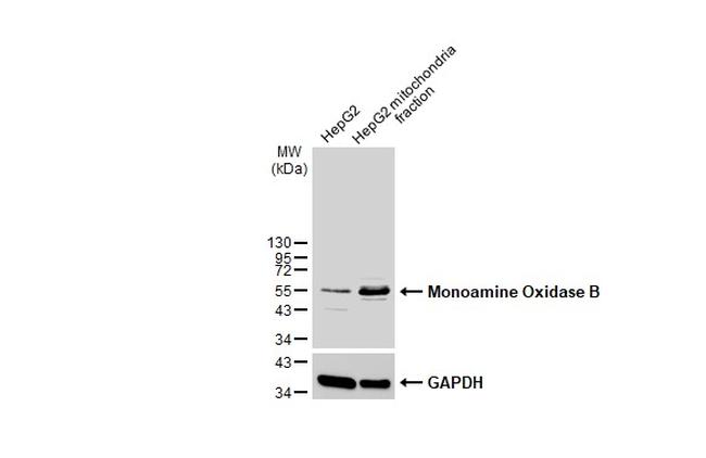 Monoamine Oxidase B Antibody in Western Blot (WB)