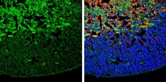 GABBR2 Antibody in Immunohistochemistry (Frozen) (IHC (F))