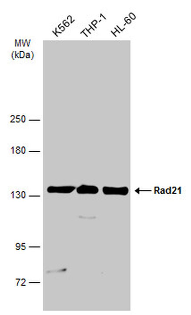 RAD21 Antibody in Western Blot (WB)