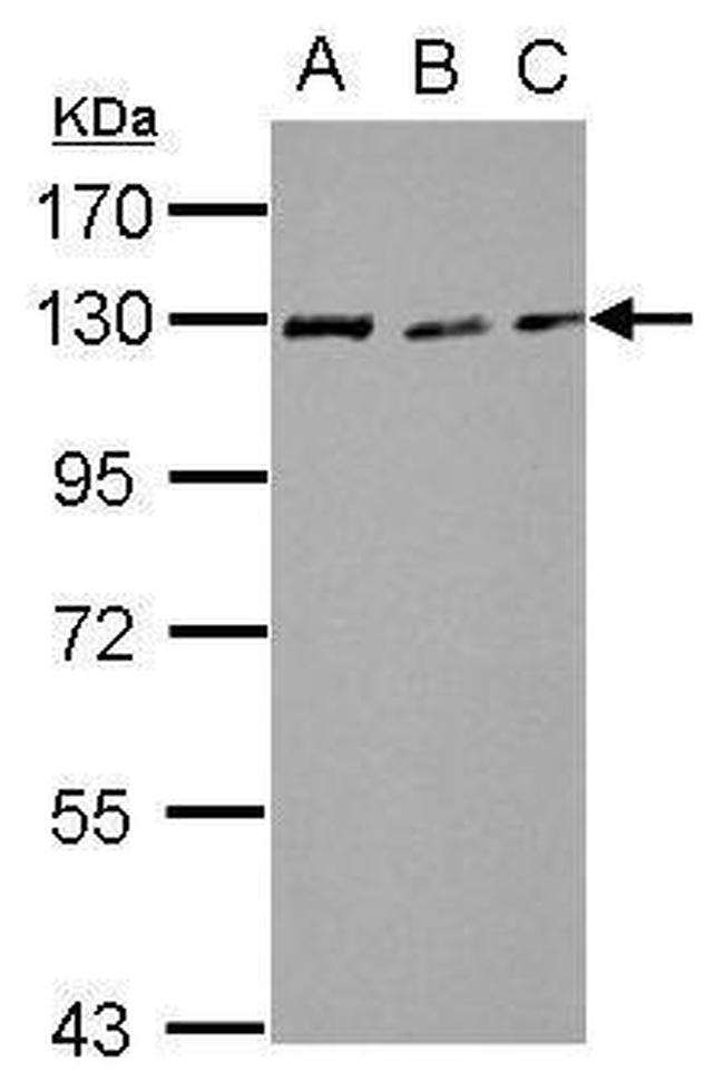 RAD21 Antibody in Western Blot (WB)