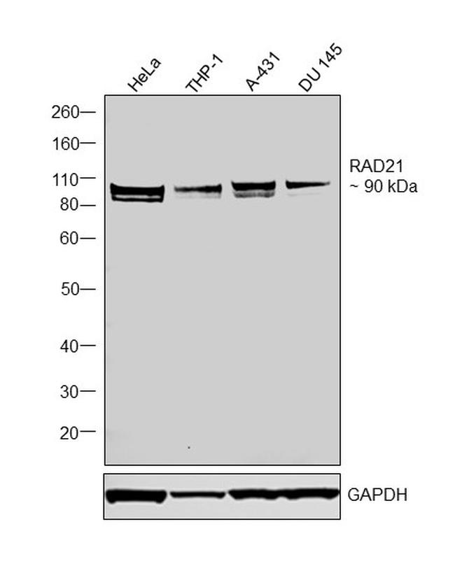 RAD21 Antibody in Western Blot (WB)