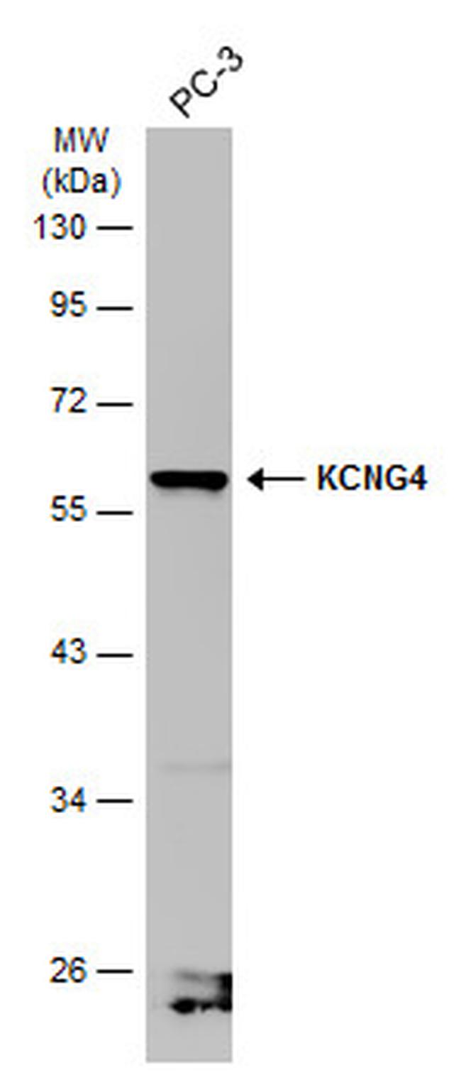 KCNG4 Antibody in Western Blot (WB)
