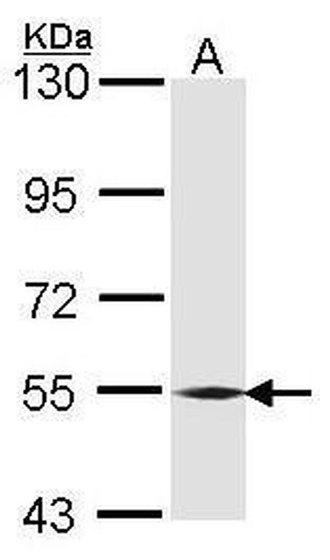 BMP-6 Antibody in Western Blot (WB)