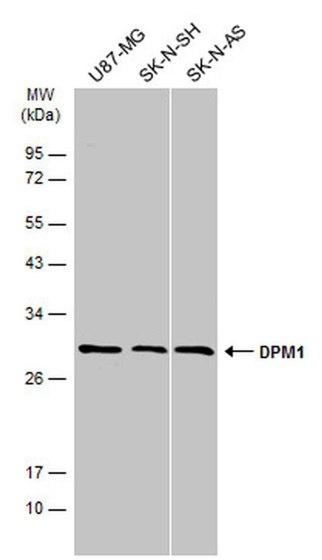 DPM1 Antibody in Western Blot (WB)