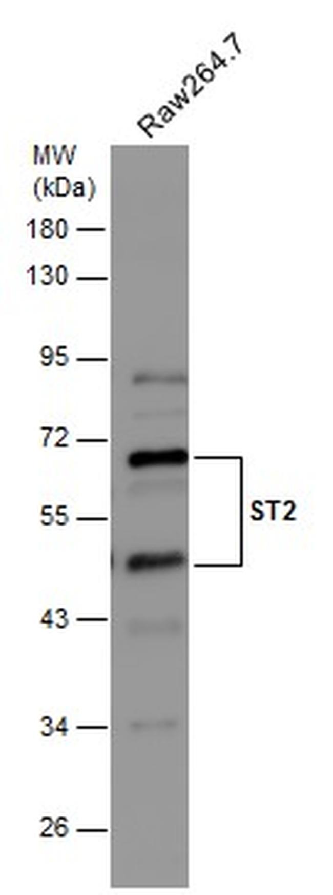 ST2 Antibody in Western Blot (WB)