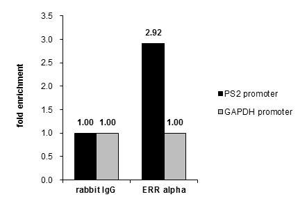 ESRRA Antibody in ChIP Assay (ChIP)