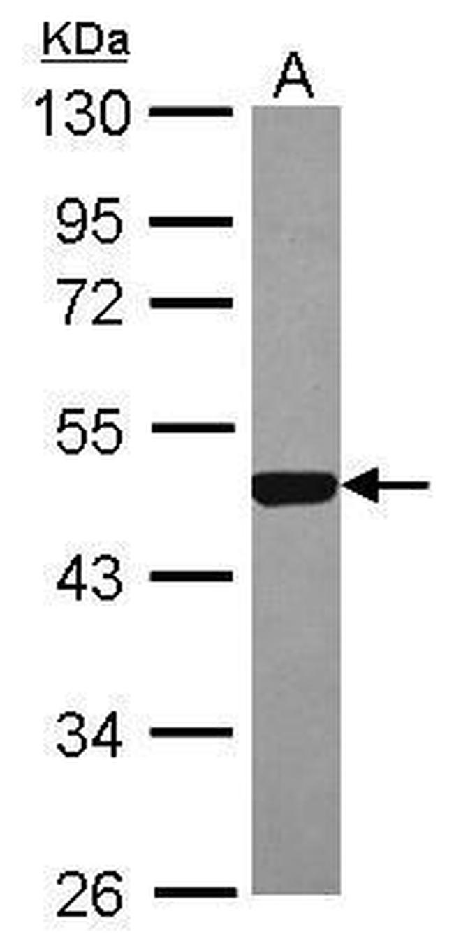 ESRRA Antibody in Western Blot (WB)